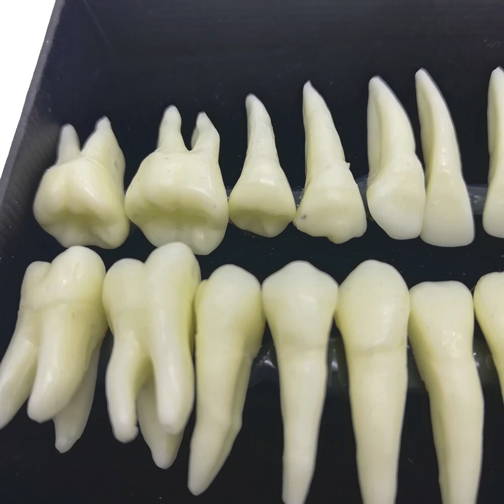 28PCS 1:1 Oral Permanent Teeth Demonstration Dental Resin Tooth Study Model Lab