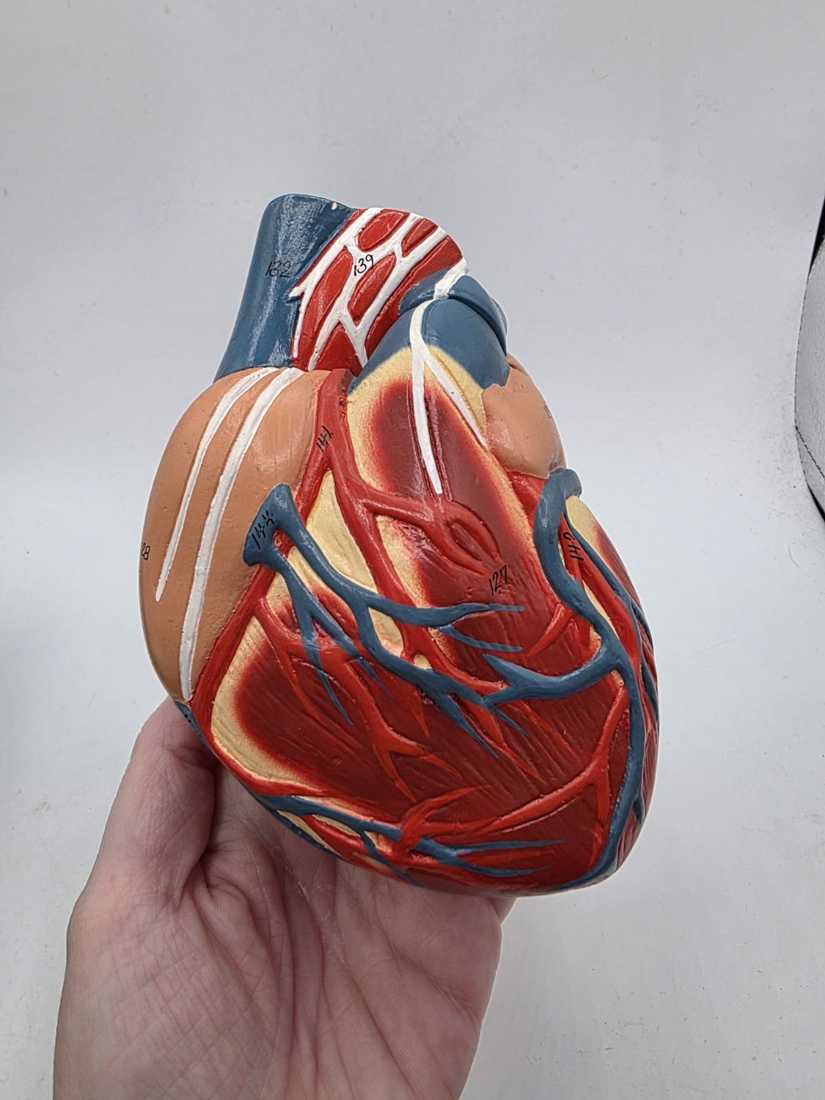 Vintage Human Heart Anatomical Anatomy Model Separated 2 Parts Medical Science