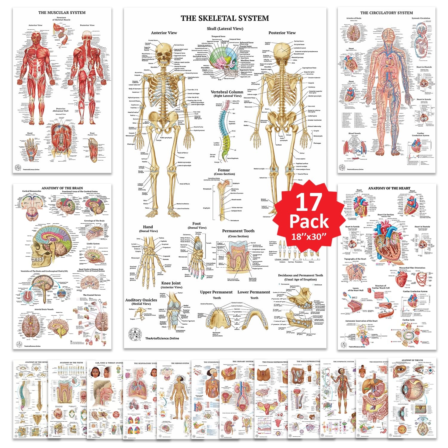 17 Human Anatomy Posters for Classroom & Office – 18×30 Medical Charts