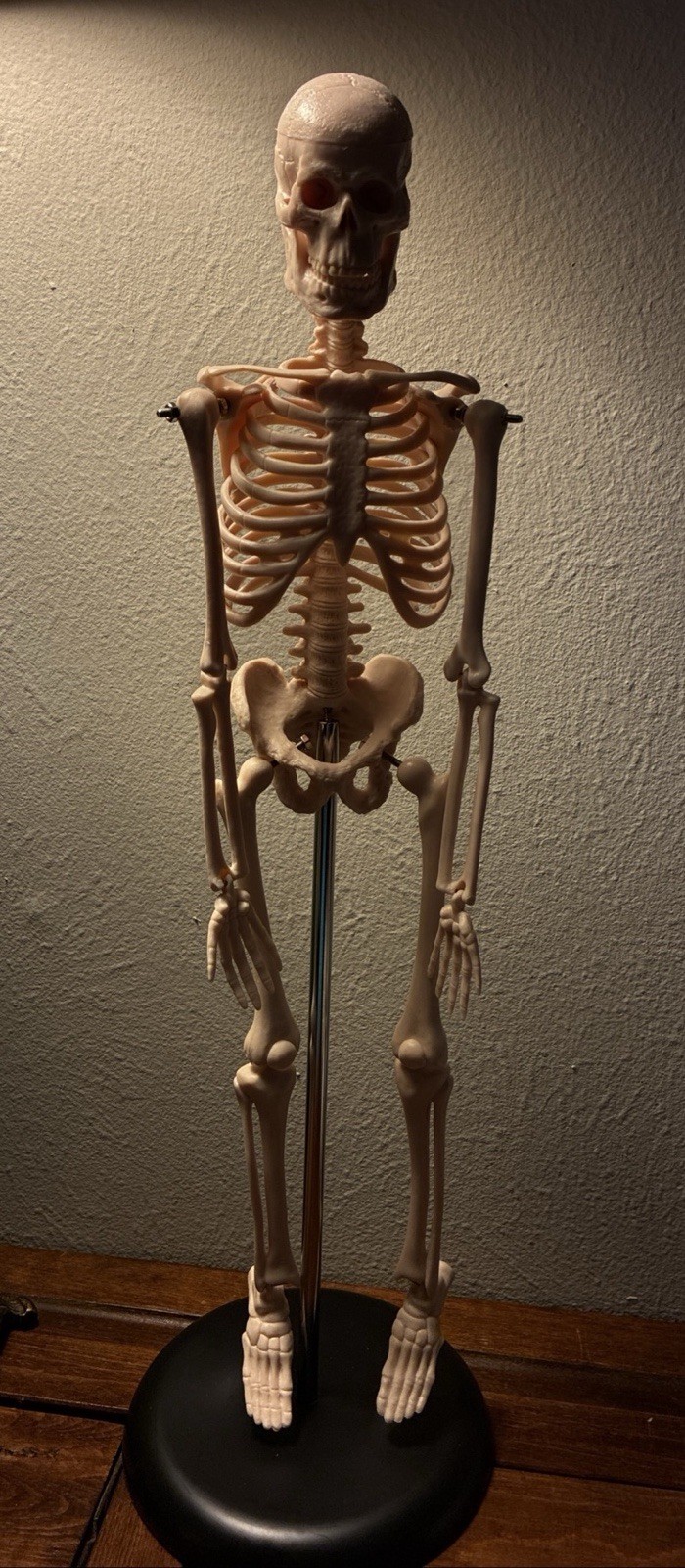 16.5 “ Anatomical Skeleton Model with Movable Arms Ideal for Teaching & Display