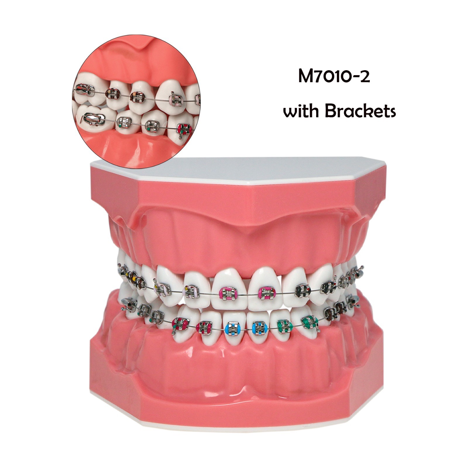 Dental Teeth Model Orthodontic Metal Bracket Tube Teach Typodont Demonstration