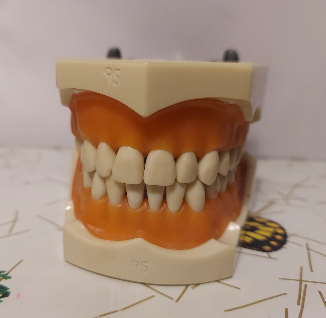 Halloween ? Dental Typodont Model with Removable Teeth R861/R862 (READ)