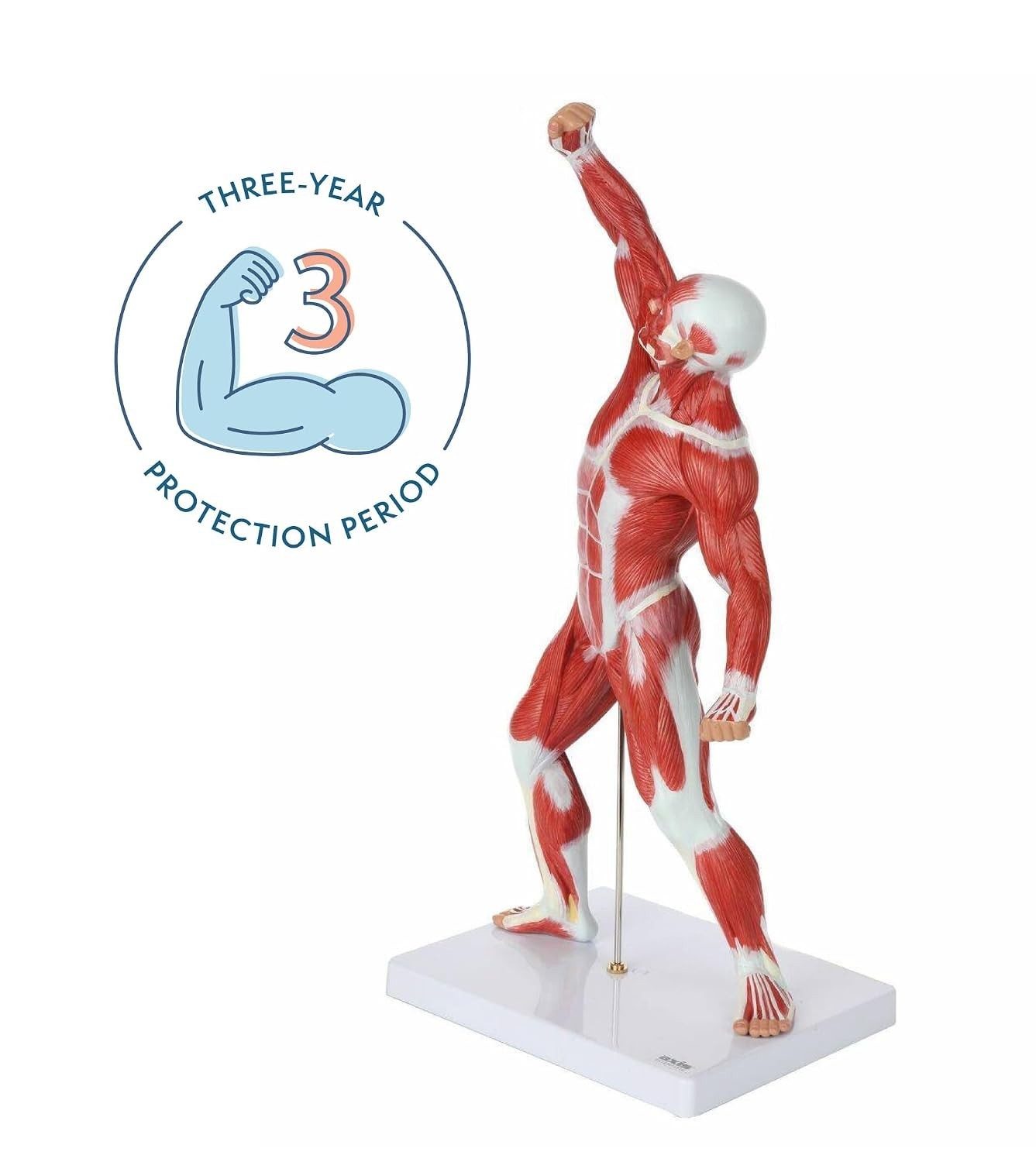 20″ Hand-Painted Miniature Human Muscular Model for Clinic & Classroom Display