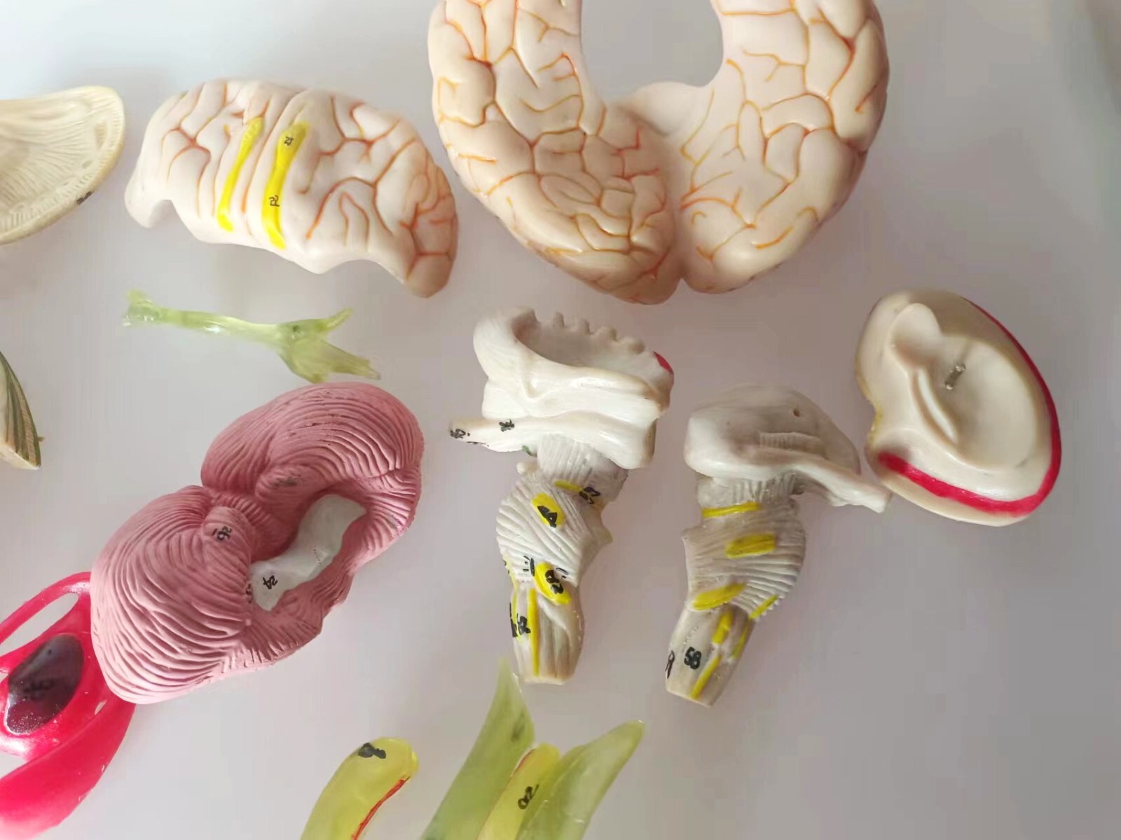 1:1 Size Human 15 Parts Brain Model Medical Anatomy With 58 Digital Indication