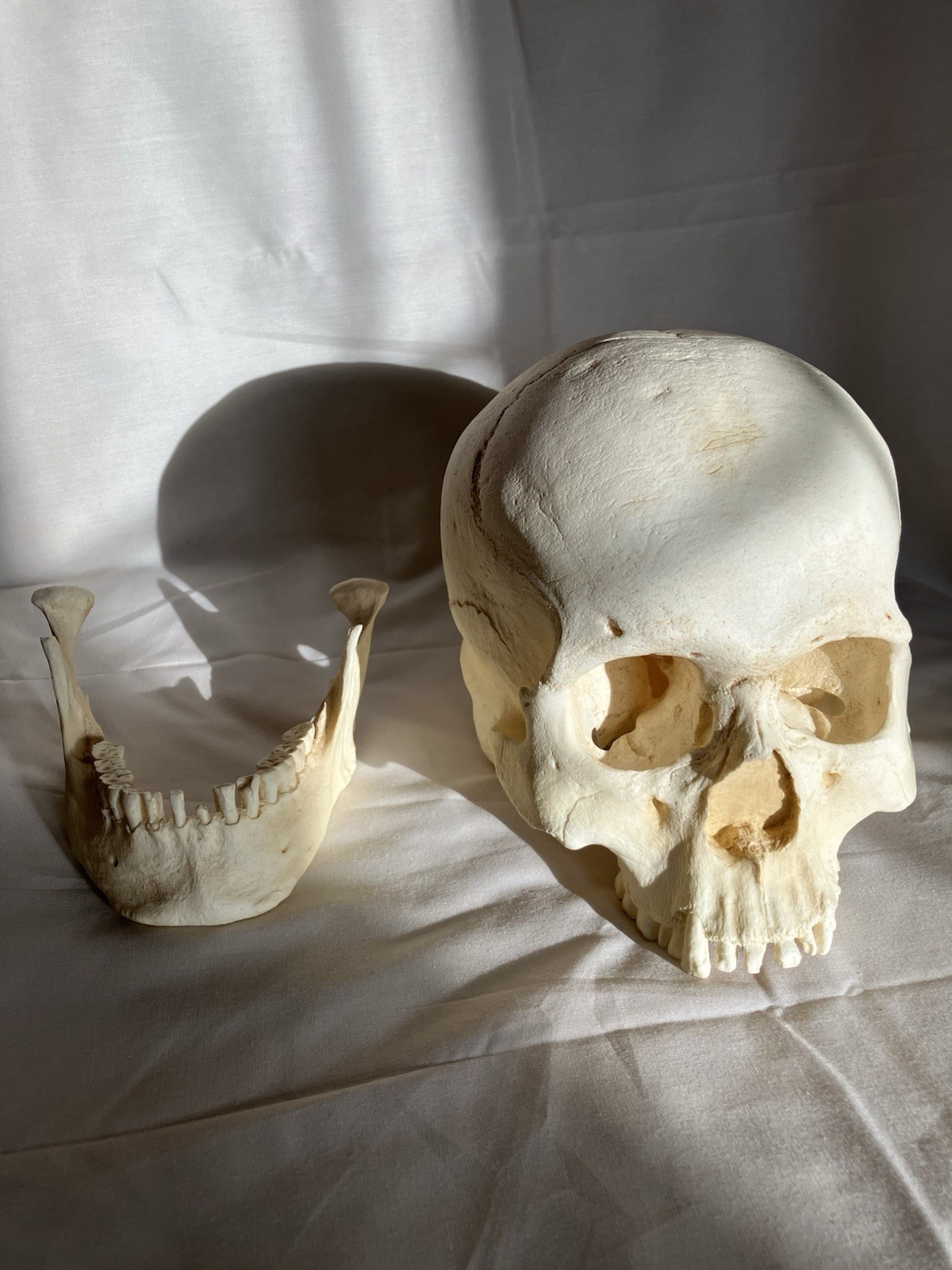 France casting southwestern indigenous skull replica