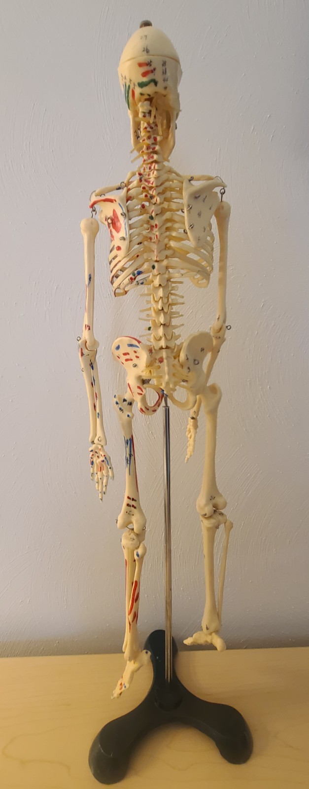 VINTAGE MEDICAL MODEL 27″ SKELETON ON METAL STAND
