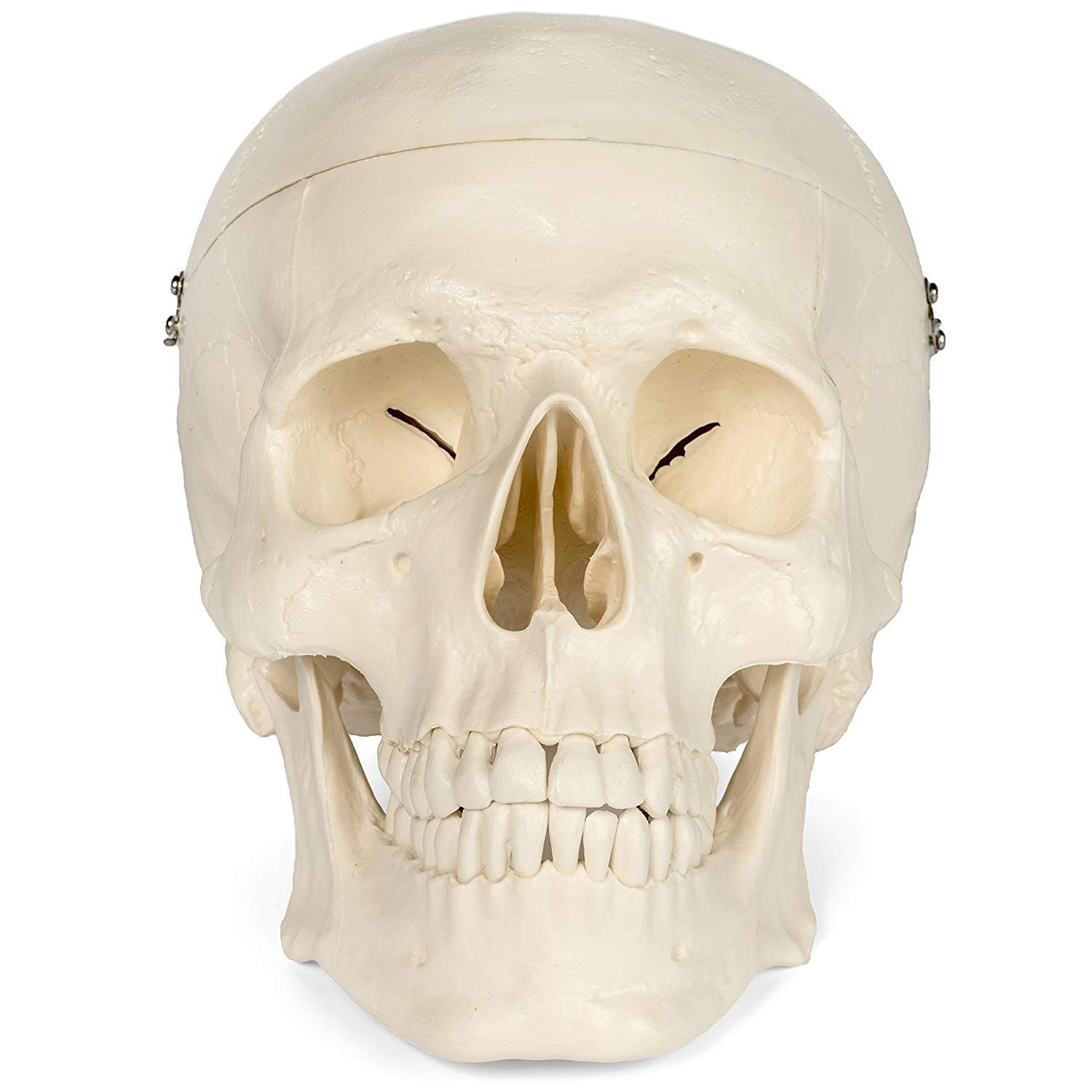 Medical Anatomical Skull Model – 1:1 Life Size Replica Anatomy Adult Human Head