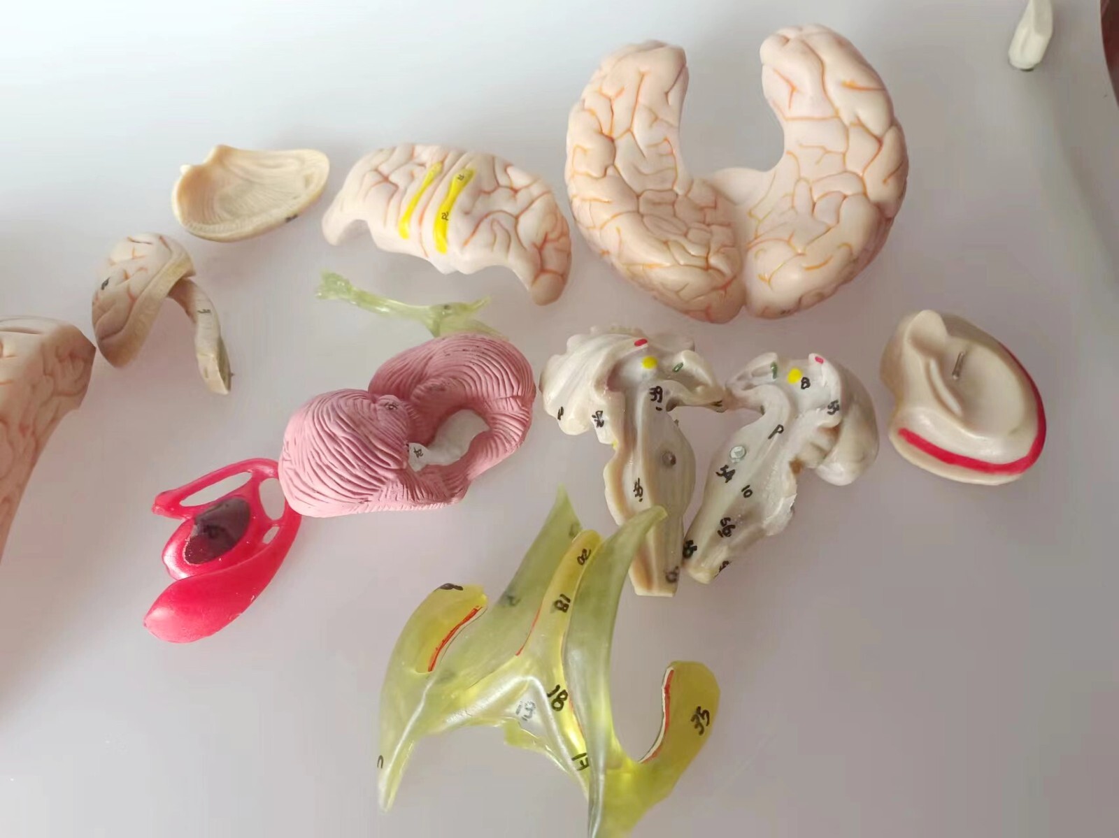 1:1 Size Human 15 Parts Brain Model Medical Anatomy With 58 Digital Indication