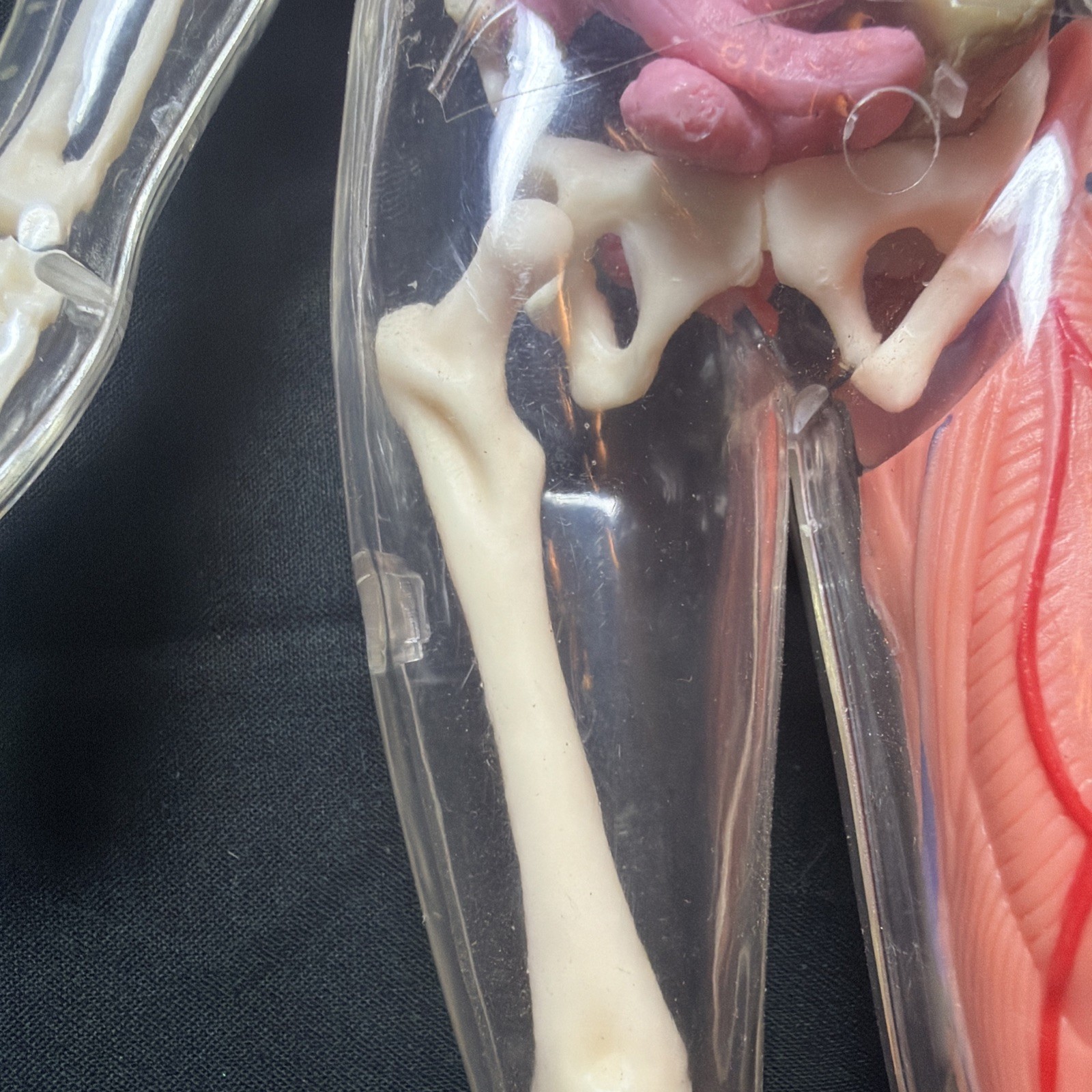 Vintage Human Body Model Anatomy Heart Brain Skeleton Muscles Lungs Student 13″