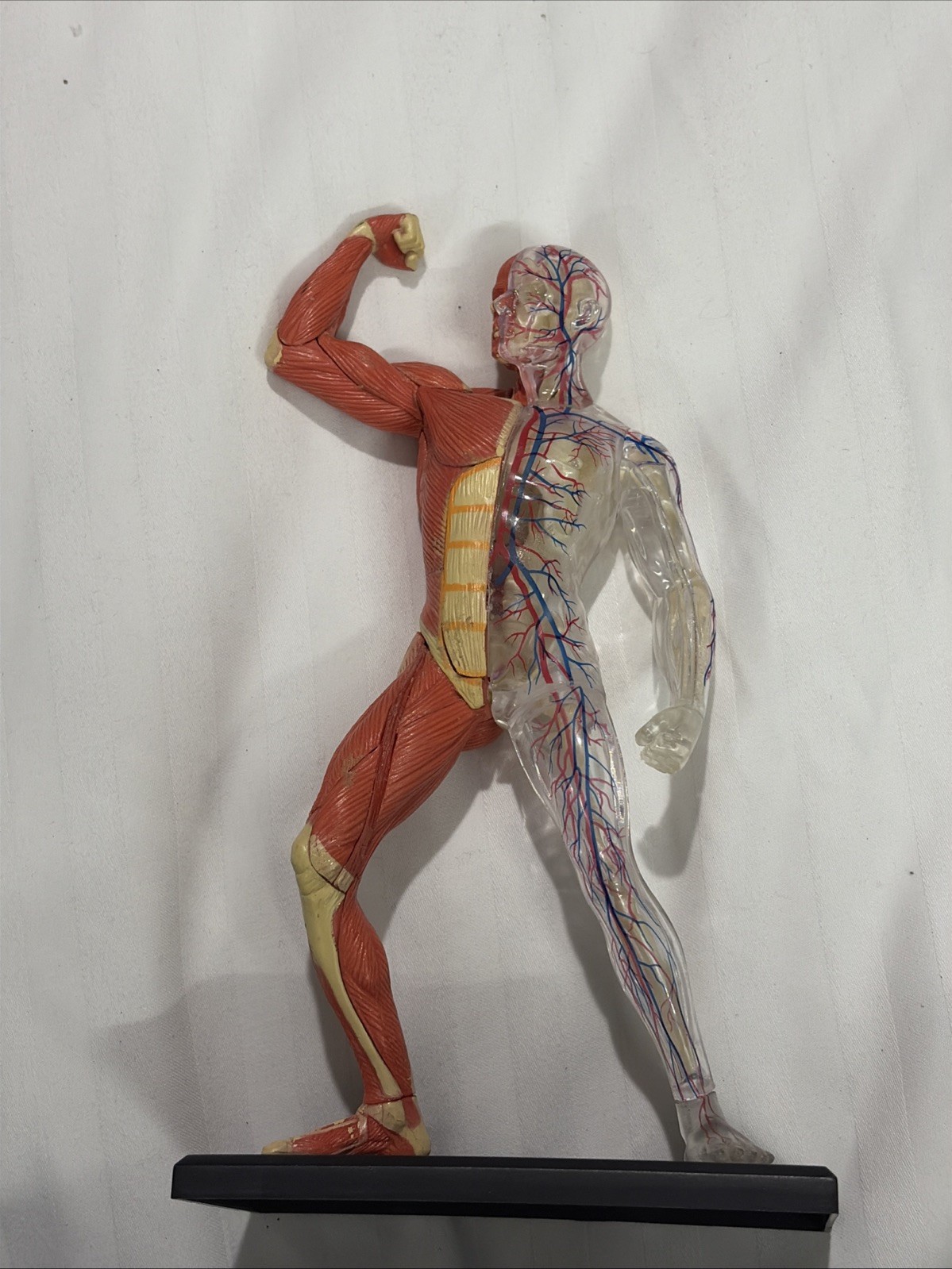 Human Muscles Anatomy Model Transparent Body Medical Model for Study Teaching