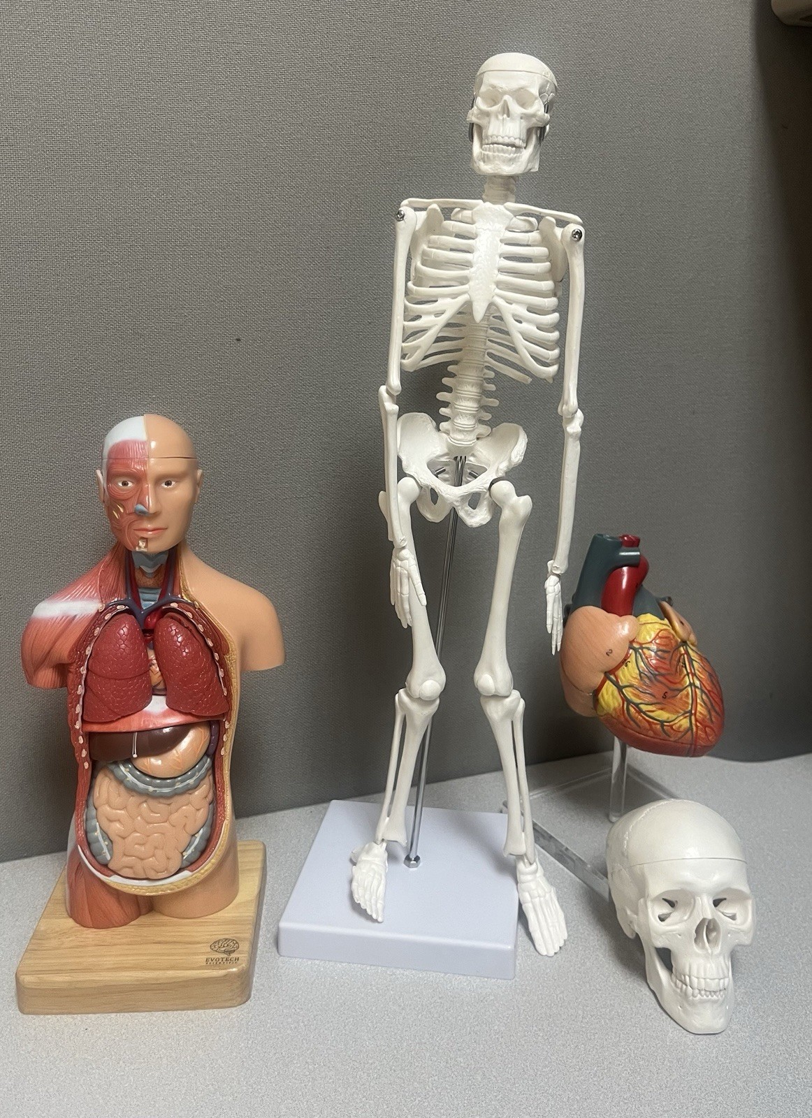 EVOTECH Scientific Human Anatomy Model Bundle Torso Skeleton Heart Brain Set
