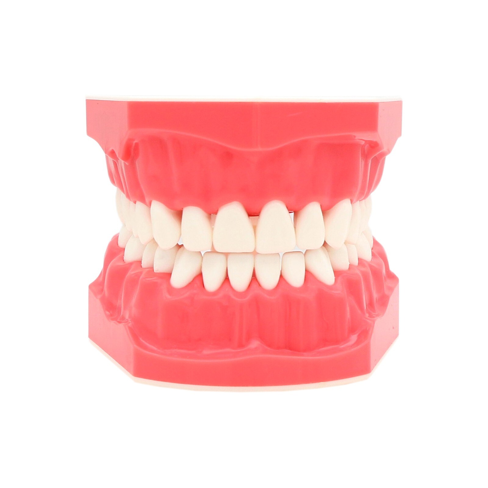 1:1 Dental Typodonts Teeth Model Orthodontic Metal Brackets Teaching Practice US