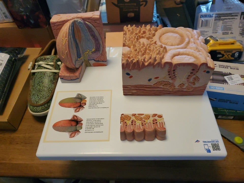3B Scientific D17 MICROanatomy Human Tongue Model – 3B Smart Anatomy Anatomical
