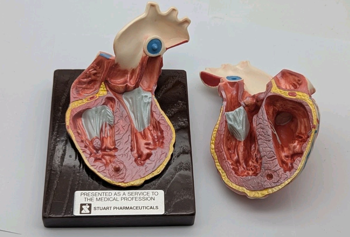 Vintage Human Heart Anatomical Model Stewart Pharmaceutical 1960’s DISPLAY