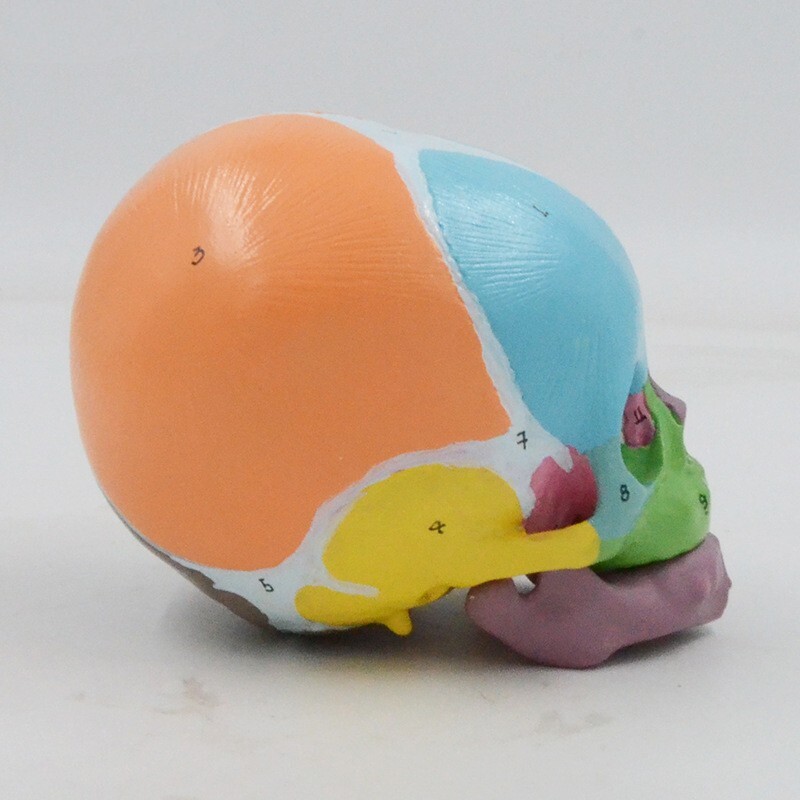 1:1 Size Medical Science baby infant Skull Anatomical Model