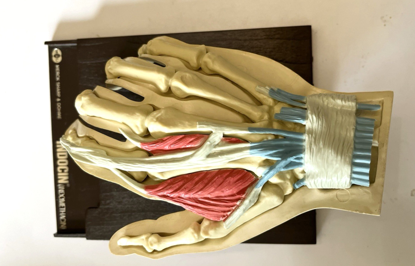 Vintage Merck Anatomical Medical Hand Model Indocin With Booklets 1967 Display