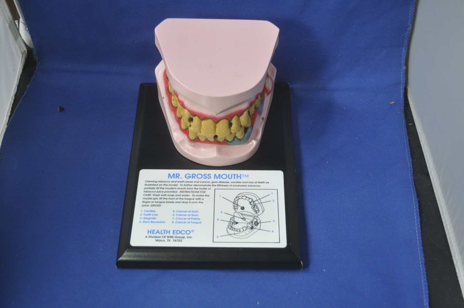 Health Edco Mr. Gross Mouth Dental Display With Case
