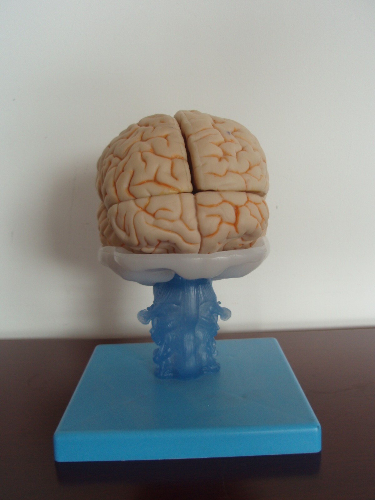 1:1 Size Human 15 Parts Brain Model Medical Anatomy With 58 Digital Indication