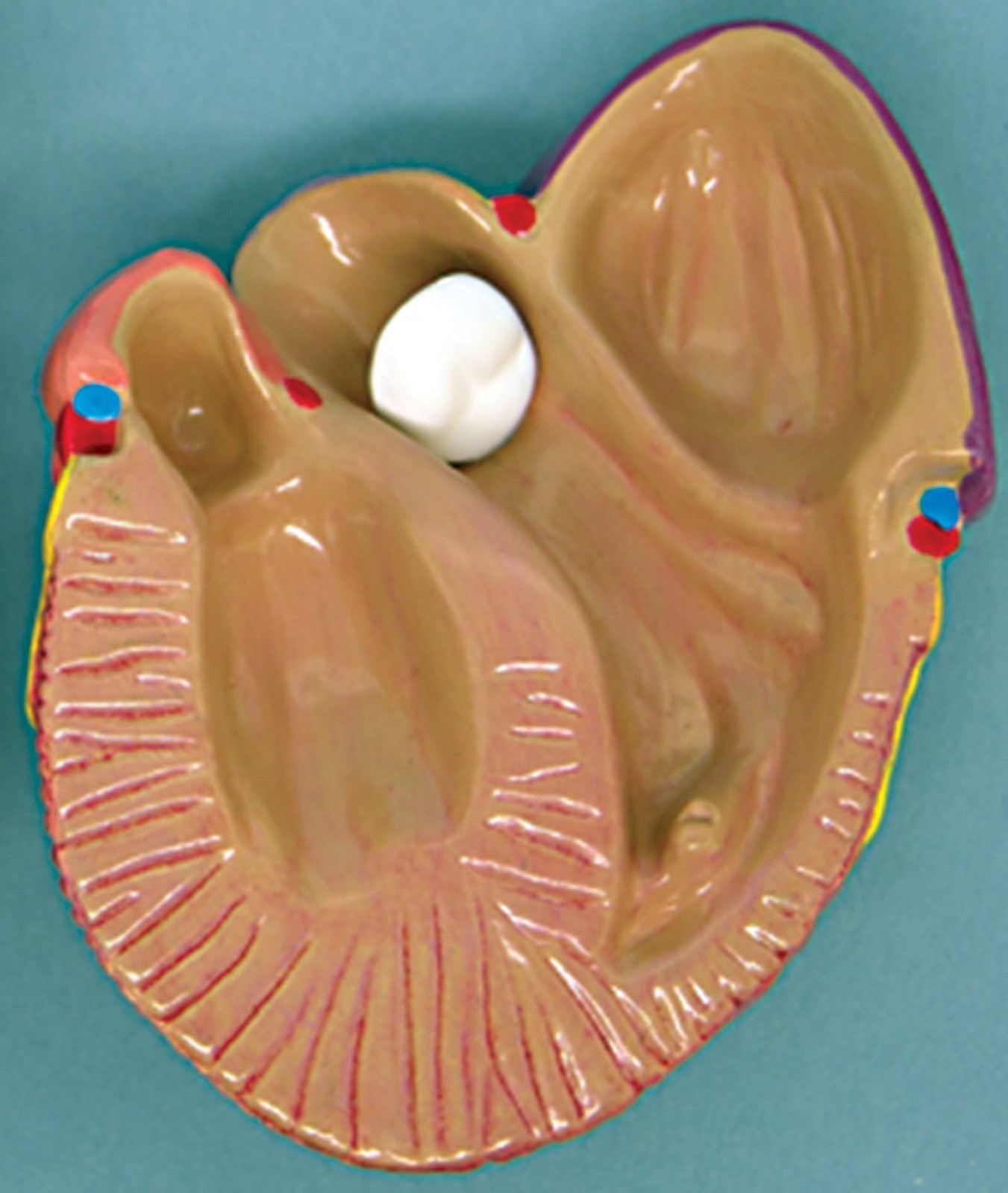 Mini Heart Set of 3 GPI Anatomical Models LFA#2550. Make Us an Offer . See VIDEO
