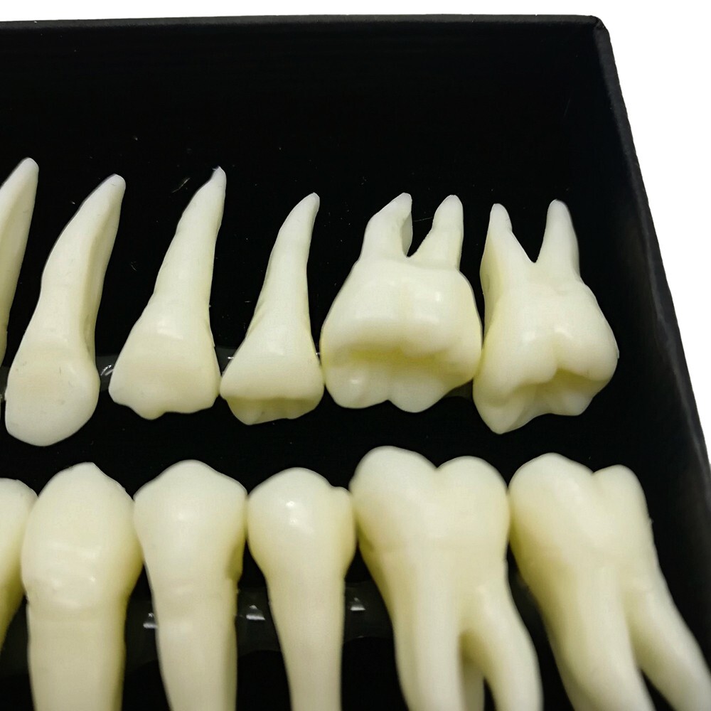 28PCS 1:1 Oral Permanent Teeth Demonstration Dental Resin Tooth Study Model Lab