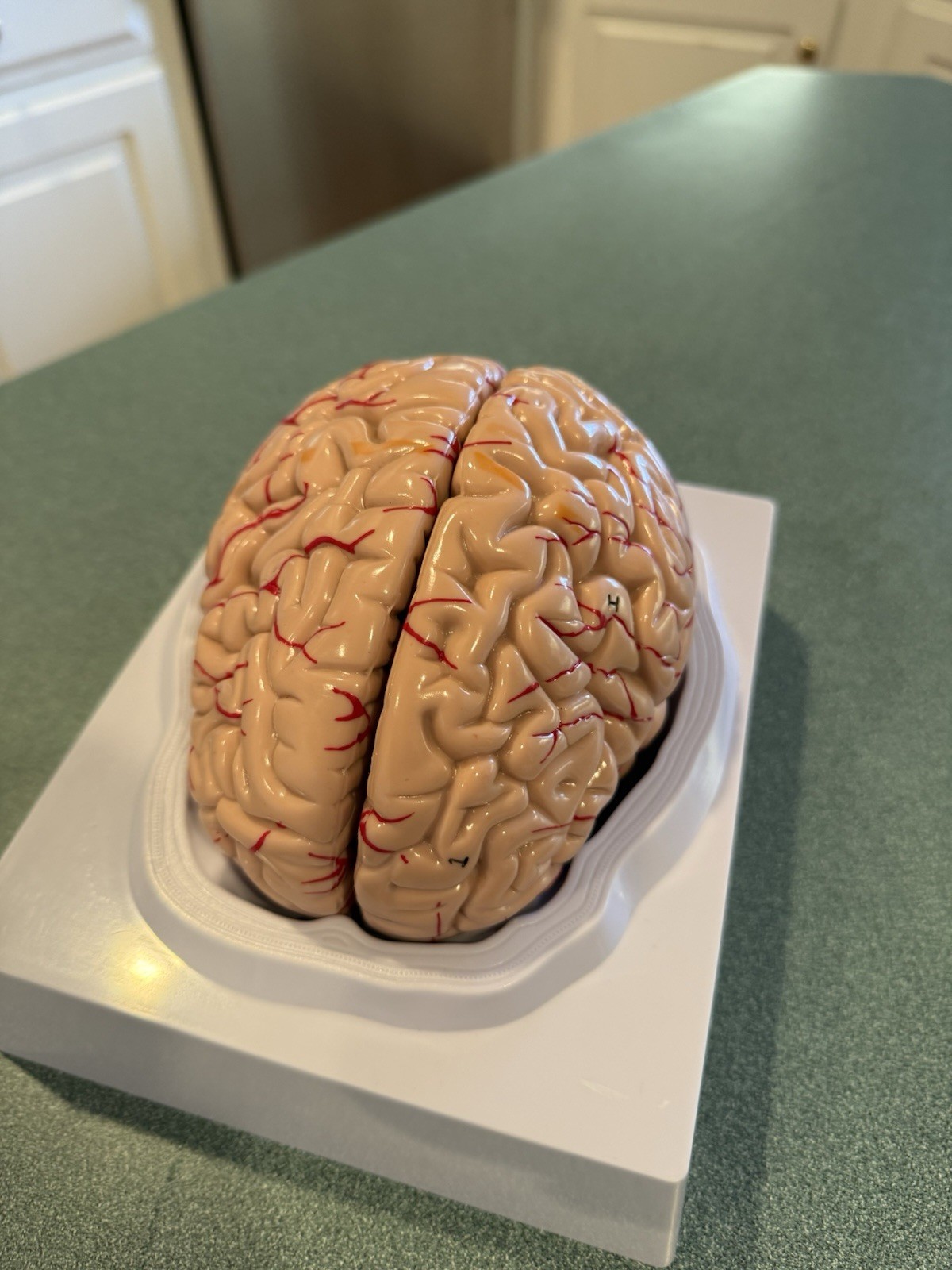 Human Brain Model Anatomical Anatomy Medical Teaching Education Study Science