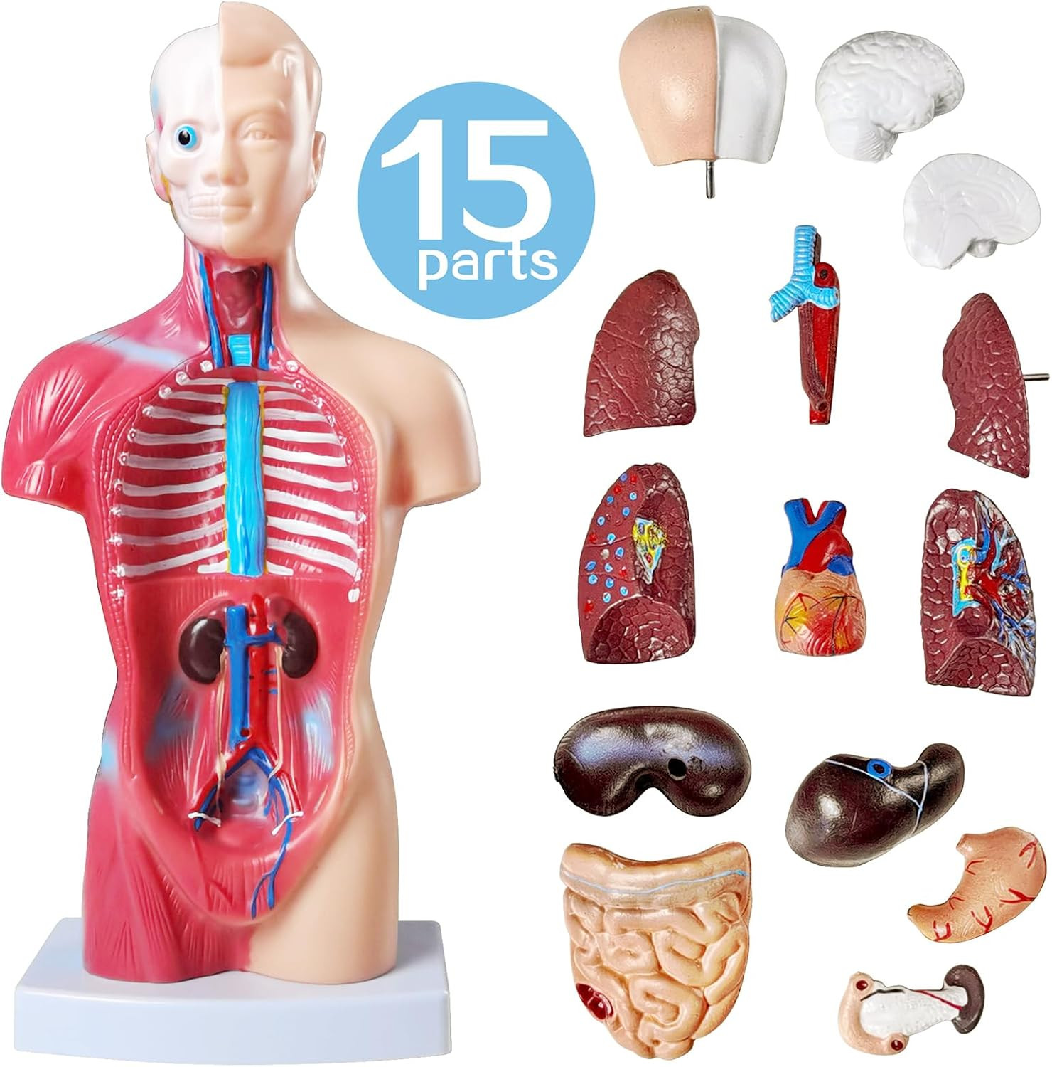 NEW HORIZON Human Anatomy Torso Model 10.5 Inch Anatomical Assembly Model of Hum