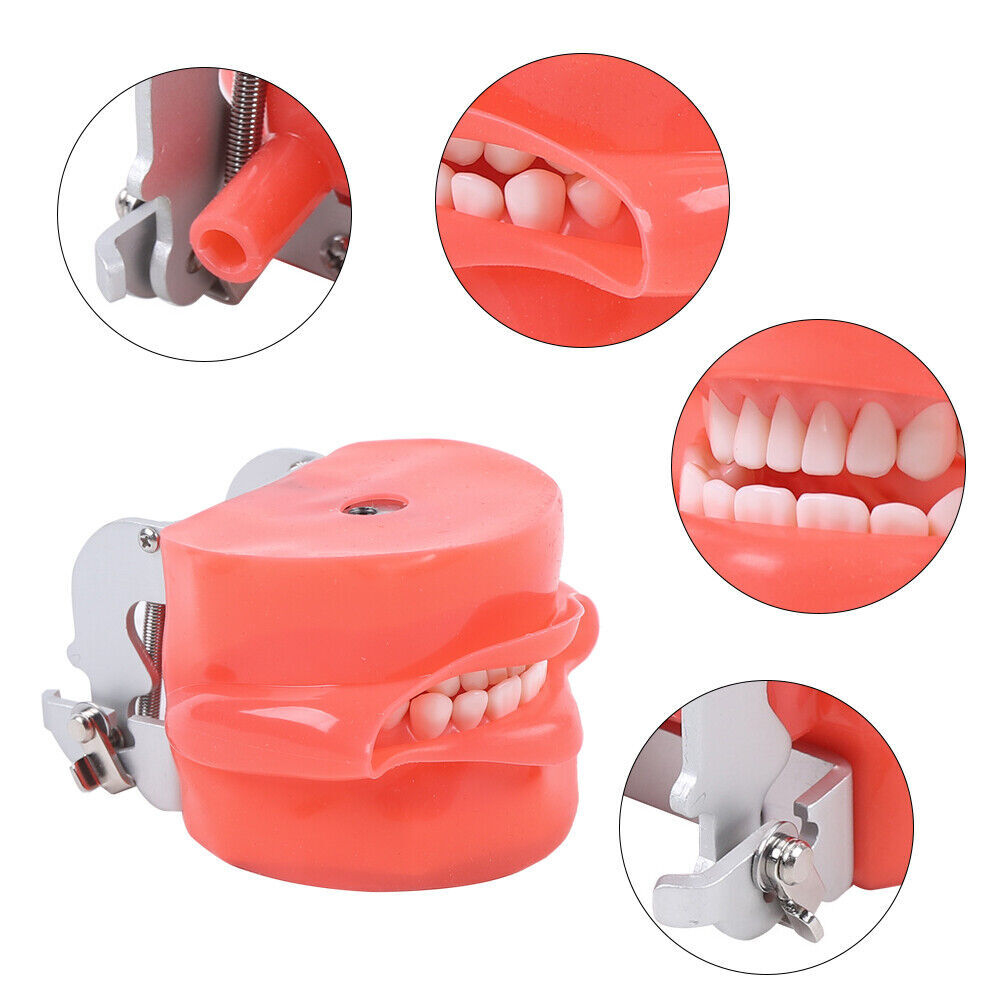 28PCS Dental Teeth Model Manikin Simulator Phantom Teeth Model For Lab Education