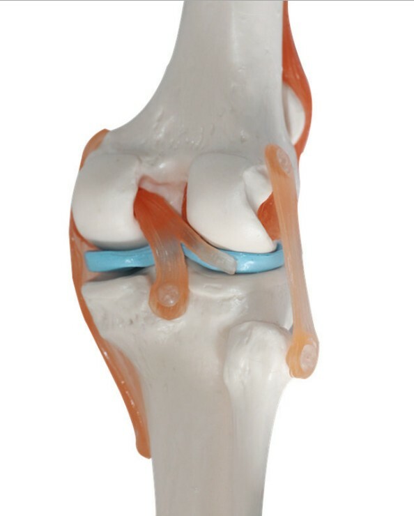 Human Life-Size Knee Joint Anatomical Model With Ligament Medical Anatomy Model