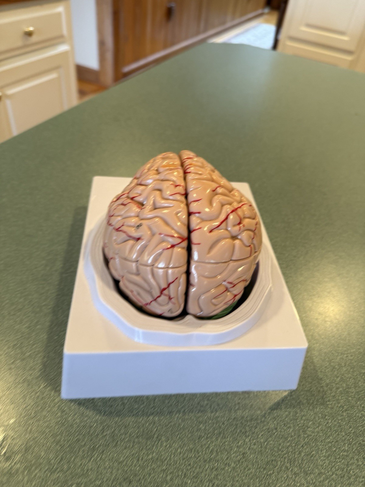 Human Brain Model Anatomical Anatomy Medical Teaching Education Study Science