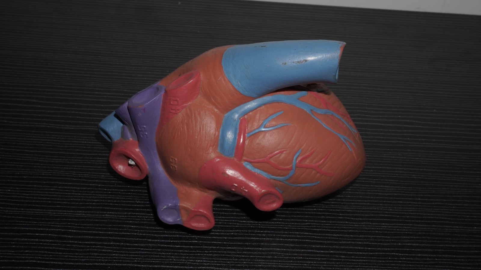 Anatomical Human Heart Model Numbered Labeled Parts – Medical Science Teaching