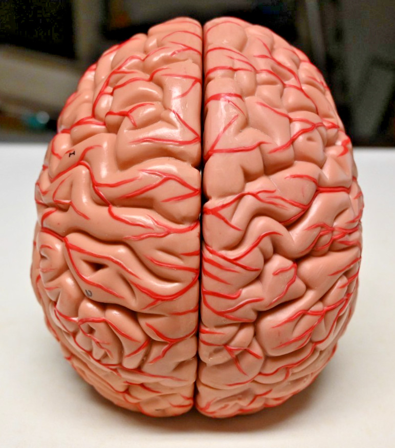 Life Size Human Brain 8 Part Anatomical Model Science Teaching Medical
