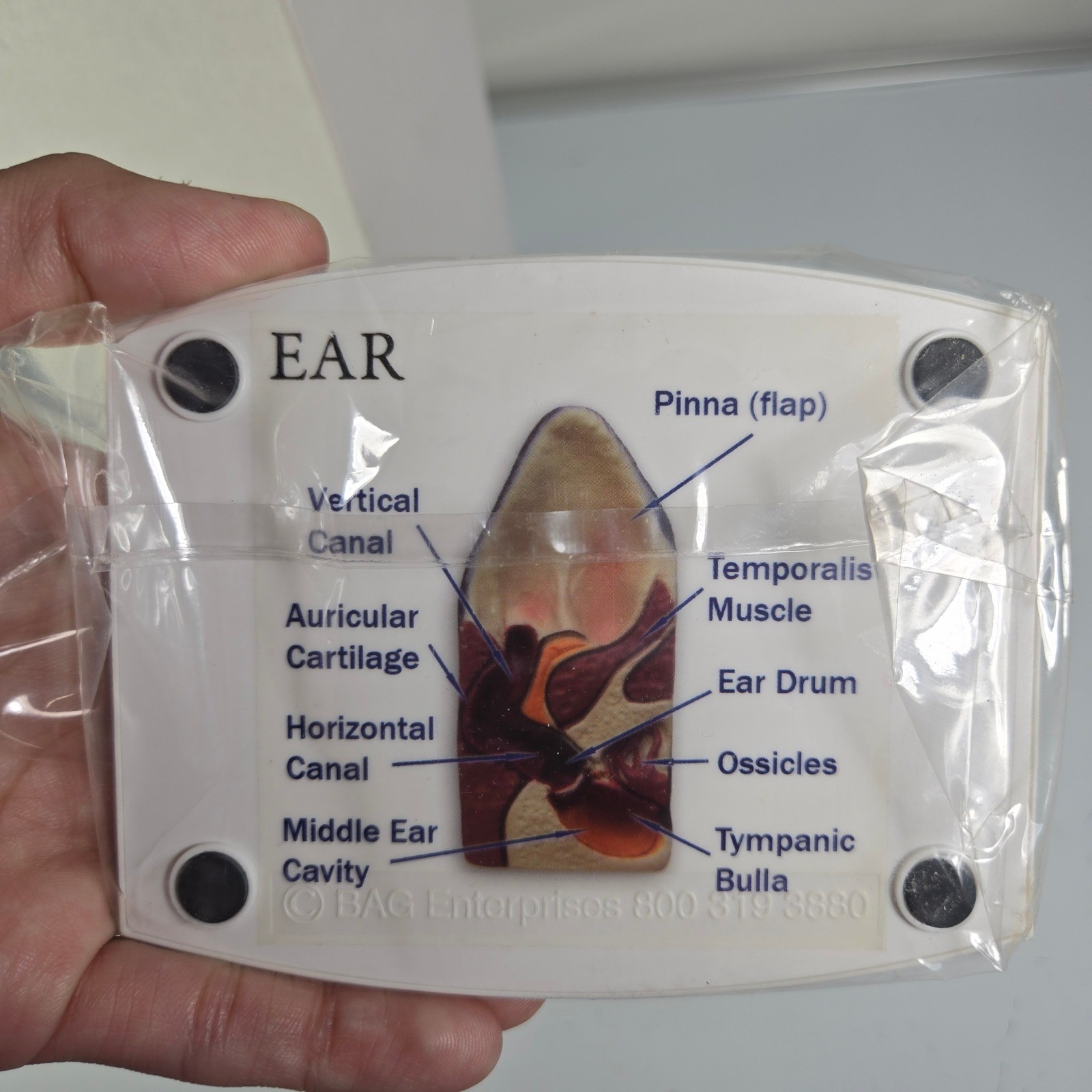 Banfield Ear Anatomy Model Educational Teaching Aid Medical Science