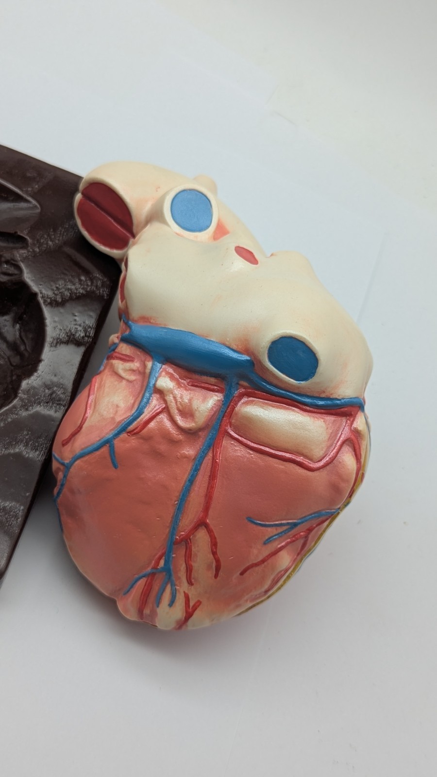 Vintage Human Heart Anatomical Model Stewart Pharmaceutical 1960’s DISPLAY