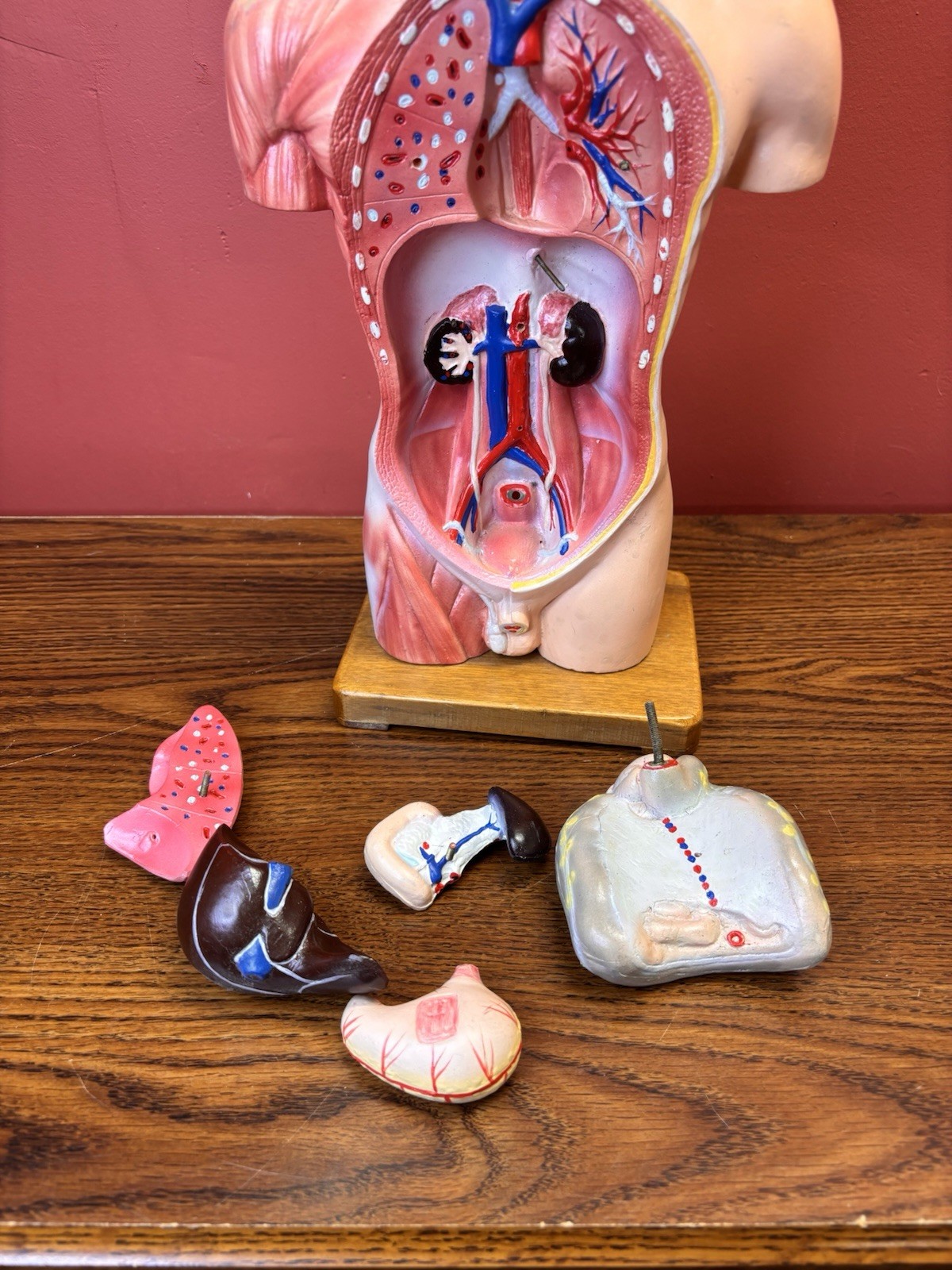 Vintage Human Anatomy Torso Model 13.5” Medical Teaching Display Missing Parts