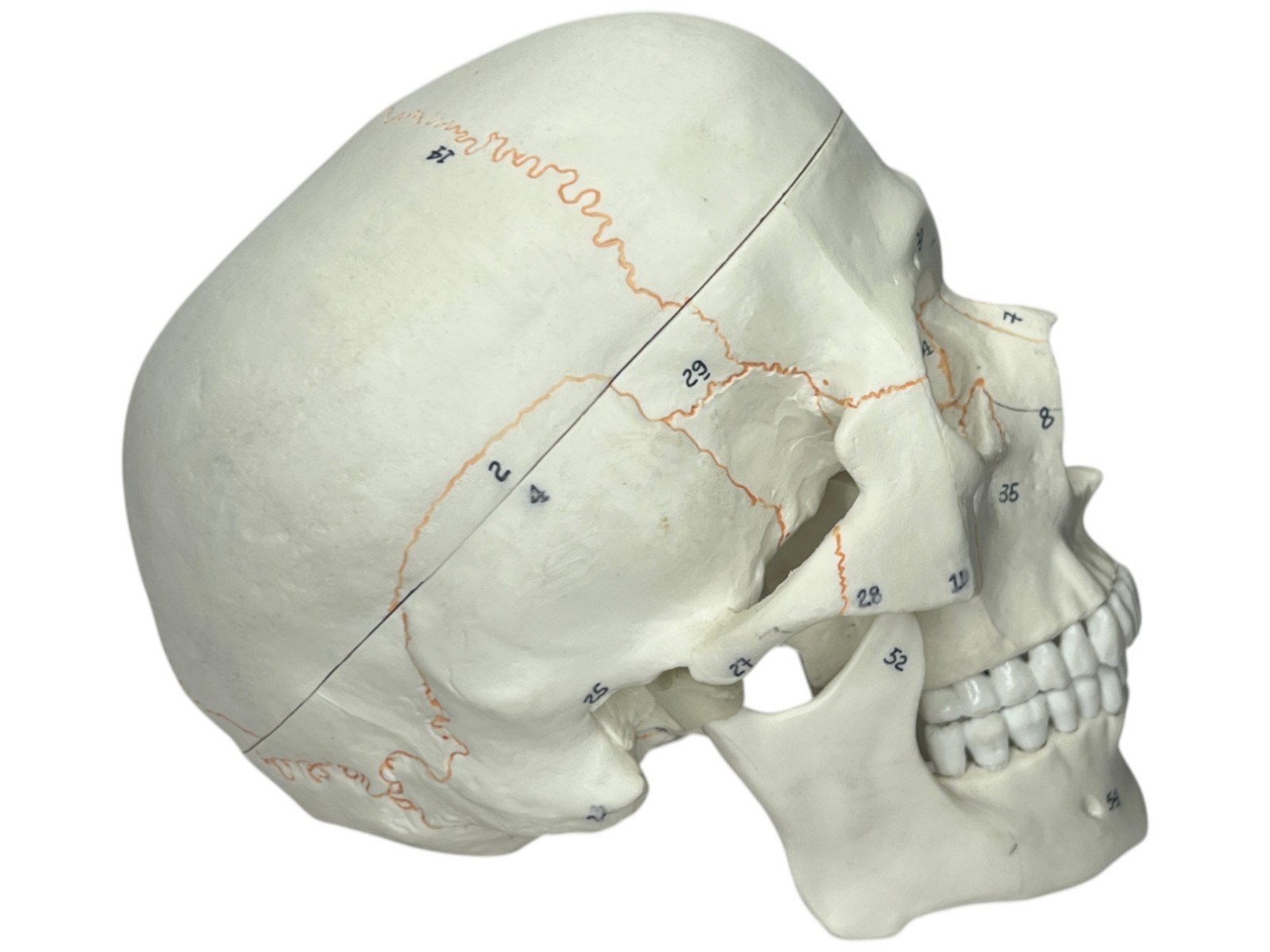 Medical Training Plastic Skull W/ Removable Skull Cap & Spring Jaw Halloween