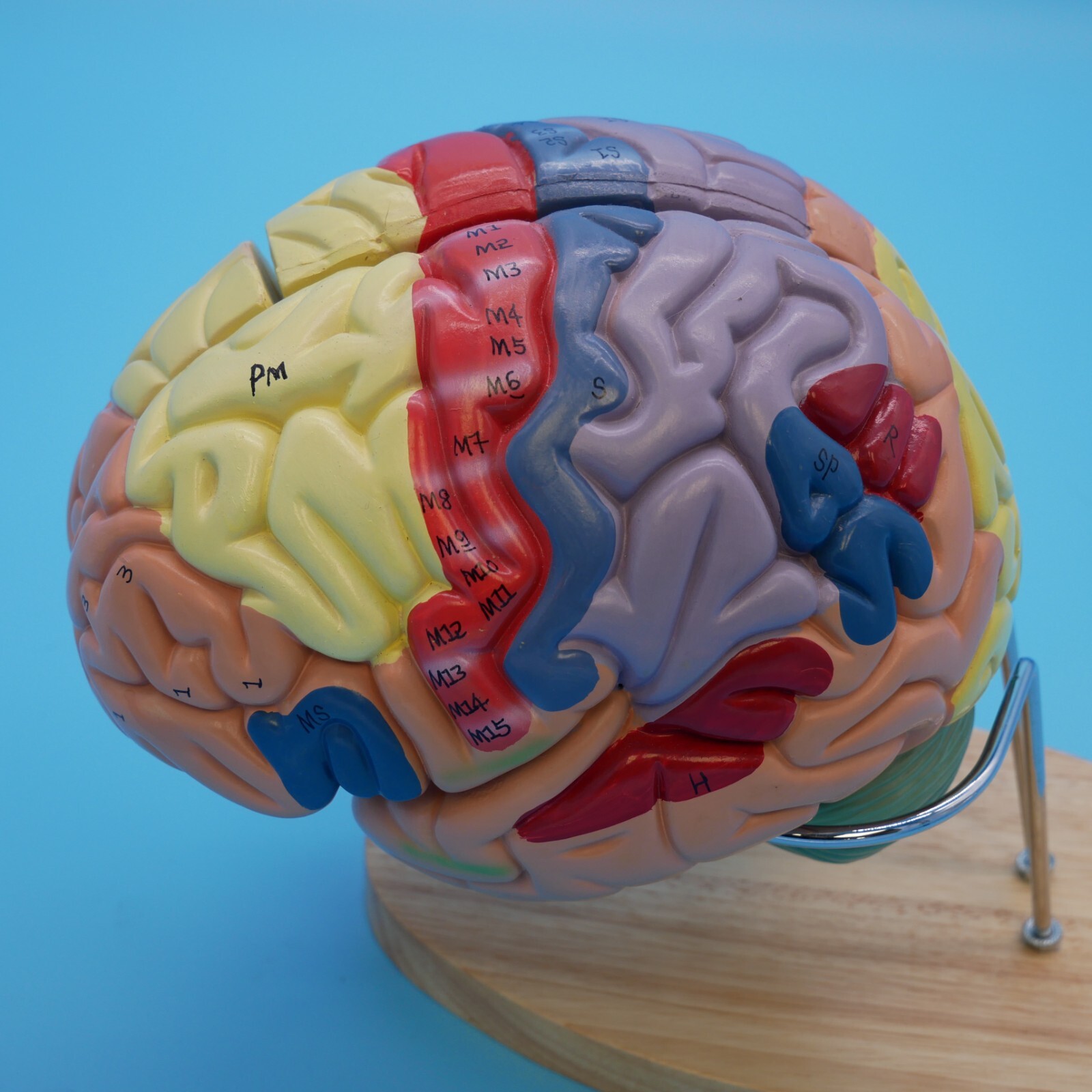 Medical Anatomical Human Brain Model Anatomy Cerebral Cortex Brain Nerve Models