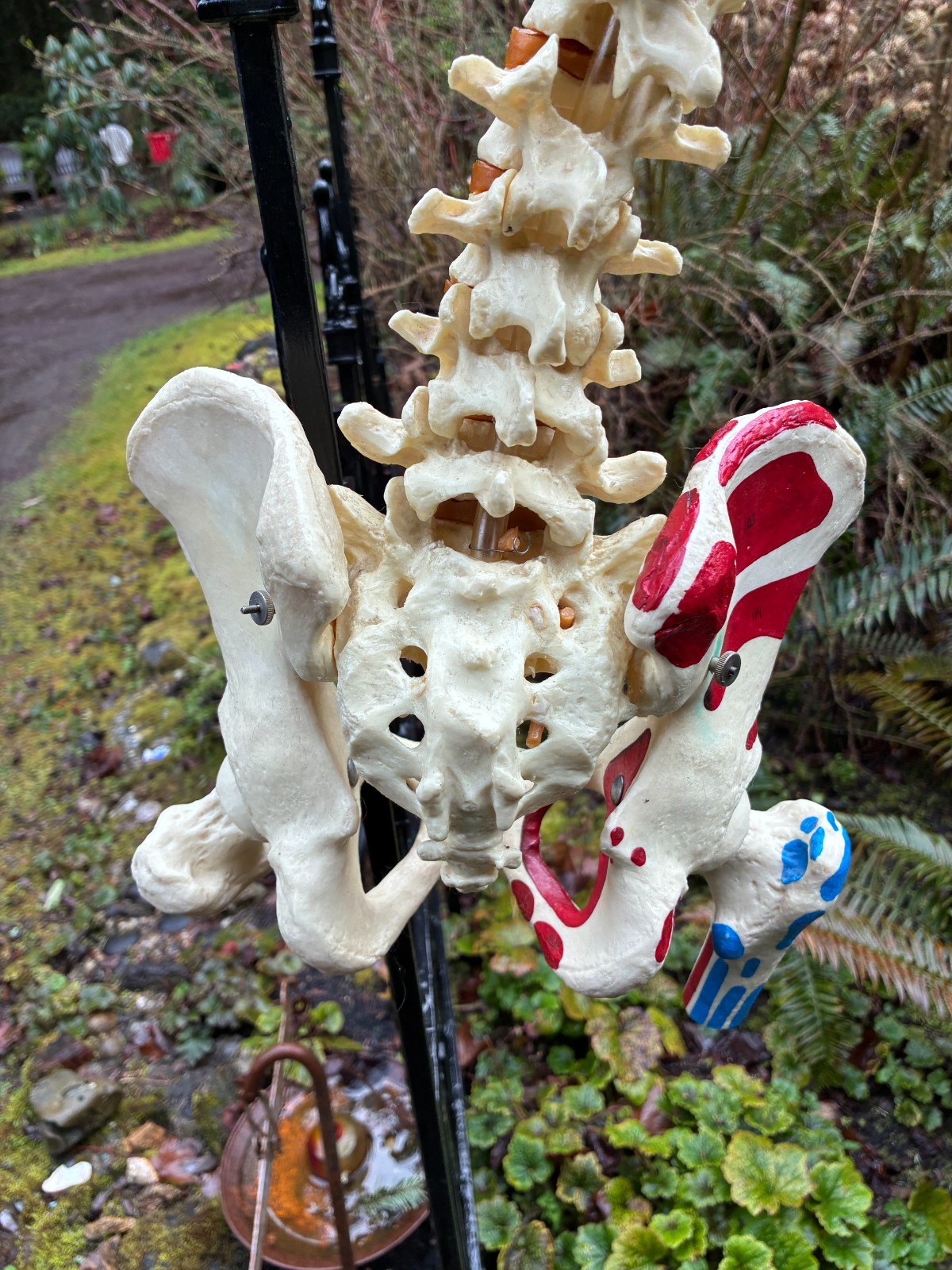 mcm 1960’s vintage medical school university 36″ scoliosis SPINE model~Halloween