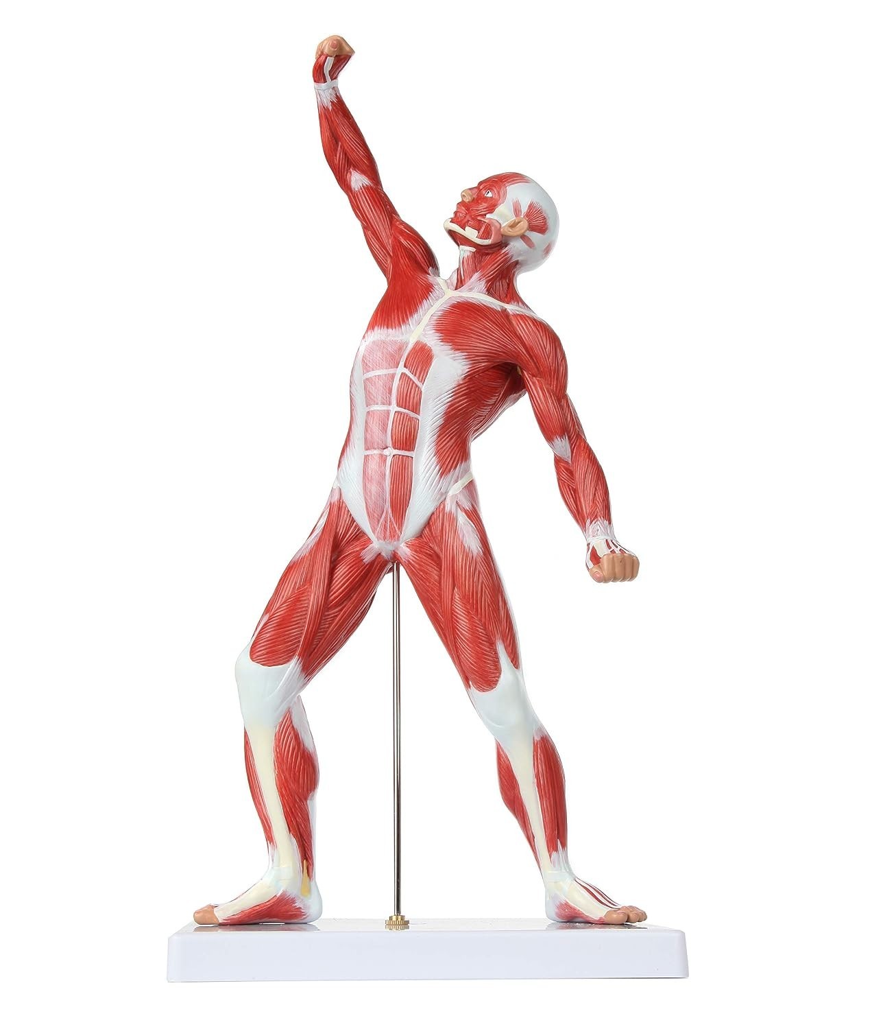 20″ Hand-Painted Miniature Human Muscular Model for Clinic & Classroom Display