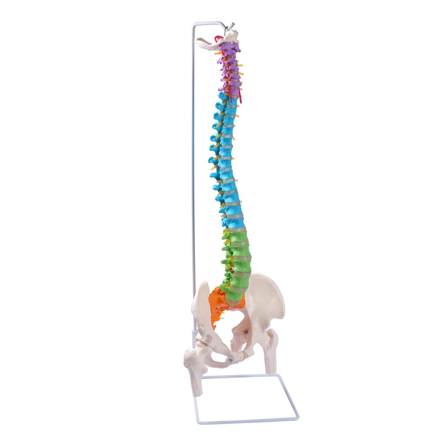 Flexible Spine Model, 34.6” Life Size Human Spinal Cord Anatomical Model wit…