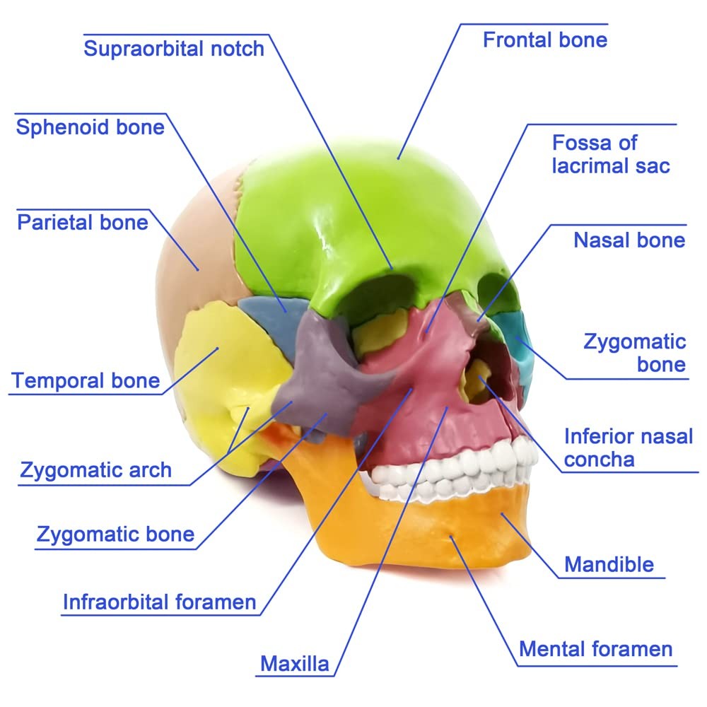 15-Parts Puzzle Anatomy Skull Model,Colorful Medical Brain Model,Human Anatom…
