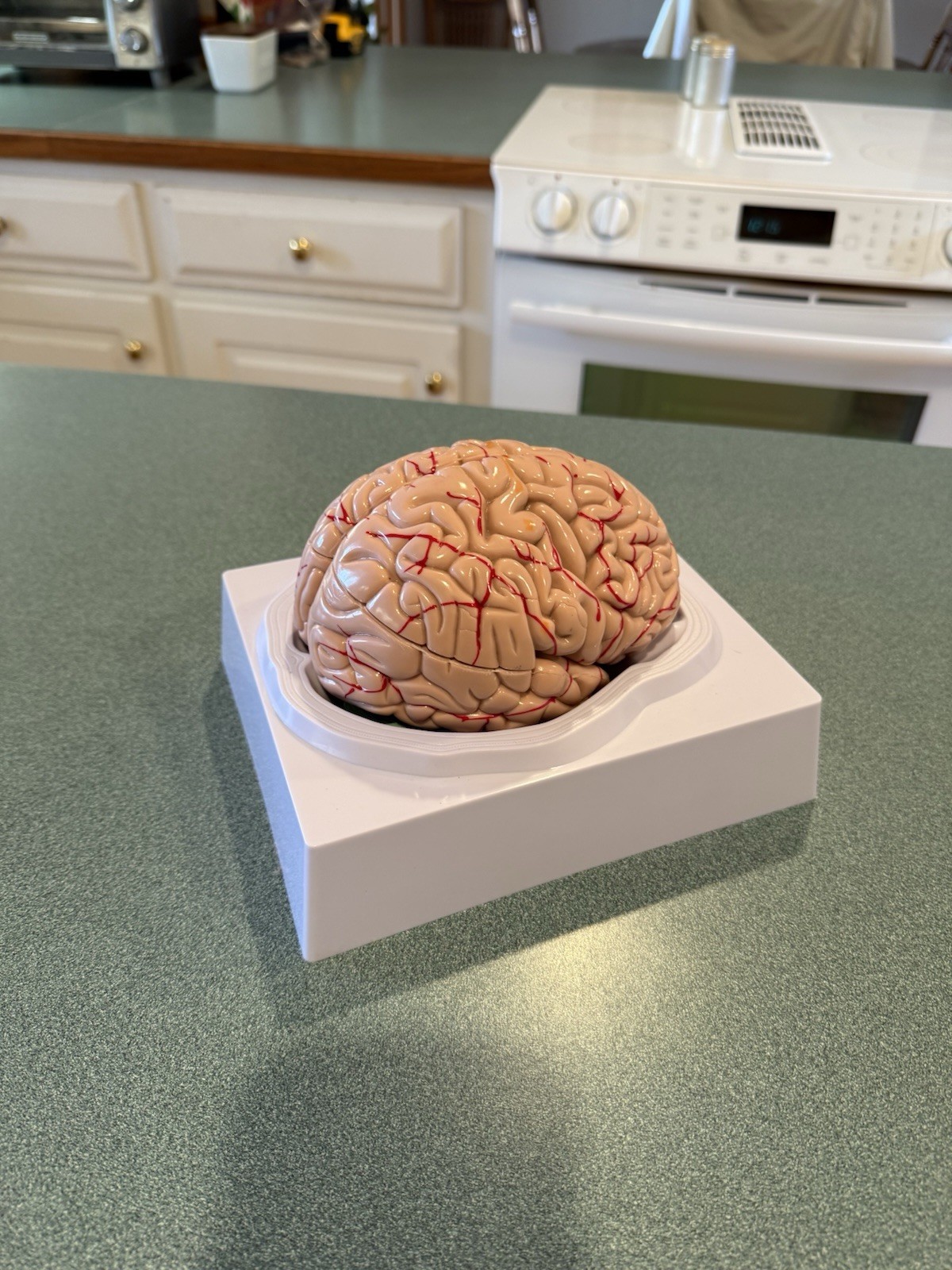 Human Brain Model Anatomical Anatomy Medical Teaching Education Study Science