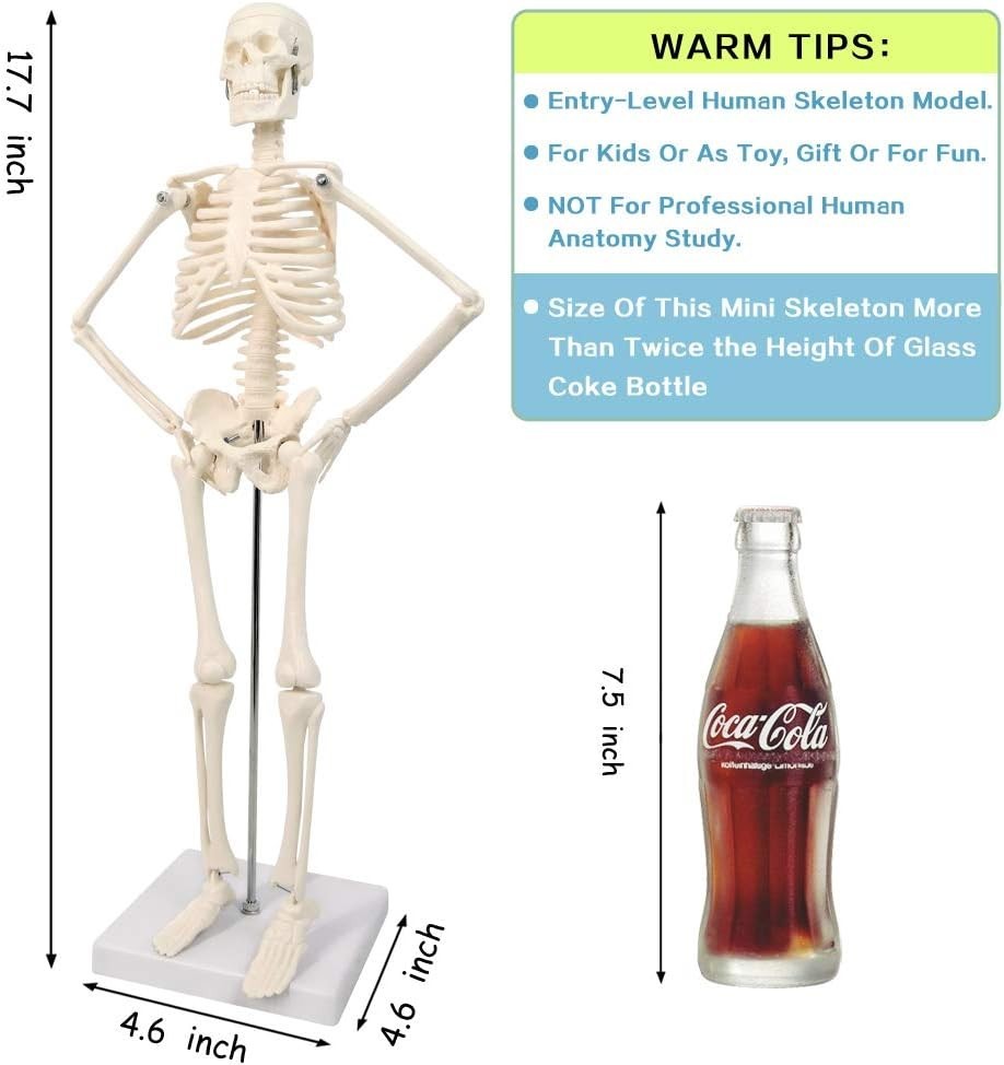 17.7 Inch Human Skeleton Model for Anatomy Study with Movable Limbs and Joints