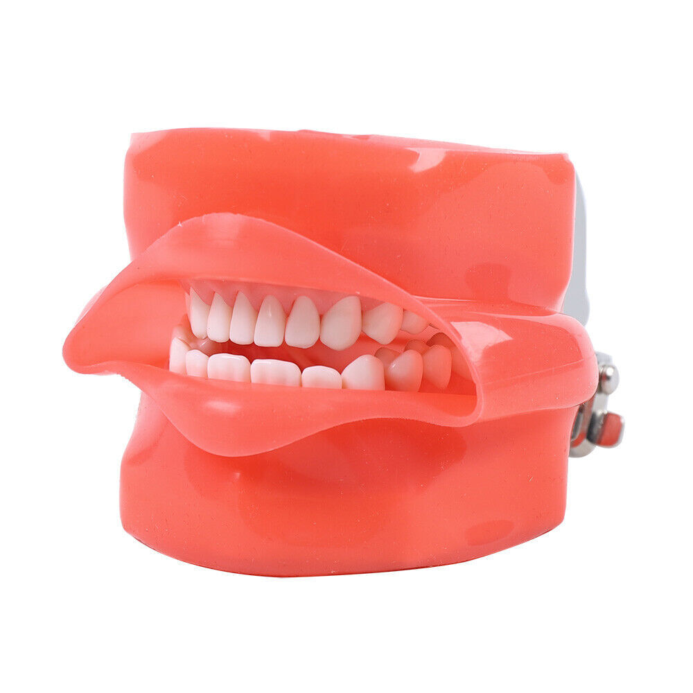 28PCS Dental Teeth Model Manikin Simulator Phantom Teeth Model For Lab Education