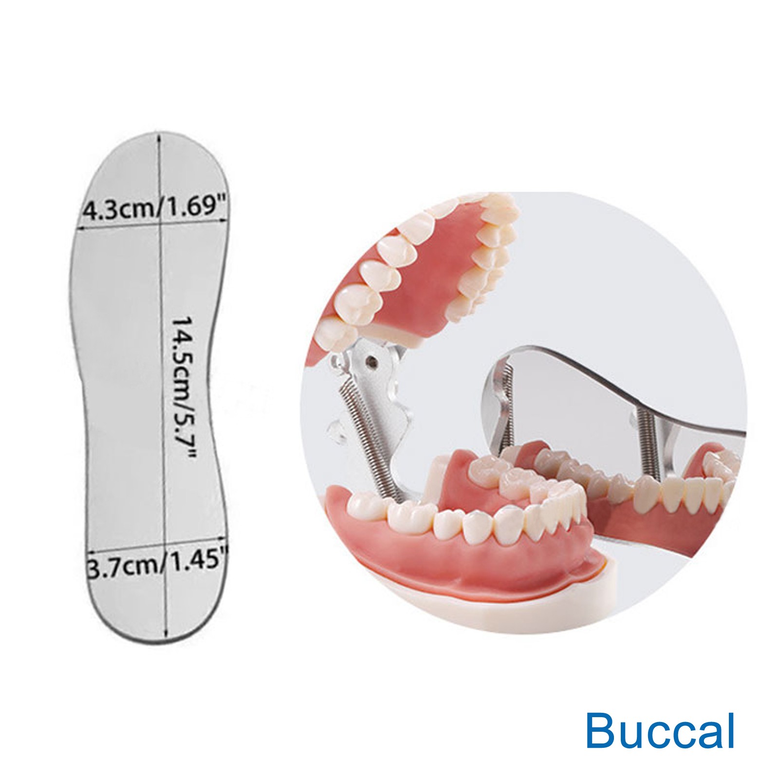 Dental Intraoral Orthodontic Occlusal 2Side Photographic Glass Mirror Photograpy