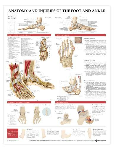 FOOT ANKLE Laminated Wall Chart 20″ x 26″ Classroom/Professional LFA #98379 *