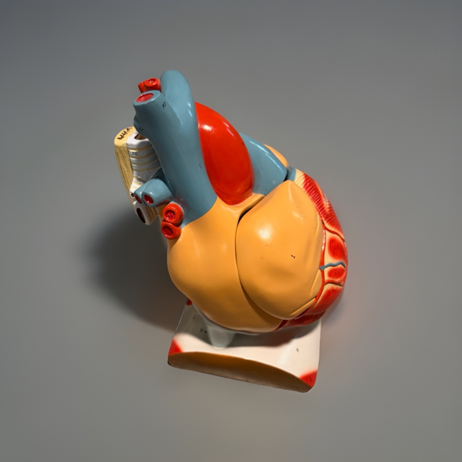 Anatomical Human Heart Model Medical Teaching Anatomy Classroom Study Aid