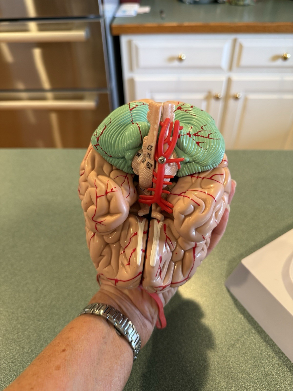Human Brain Model Anatomical Anatomy Medical Teaching Education Study Science
