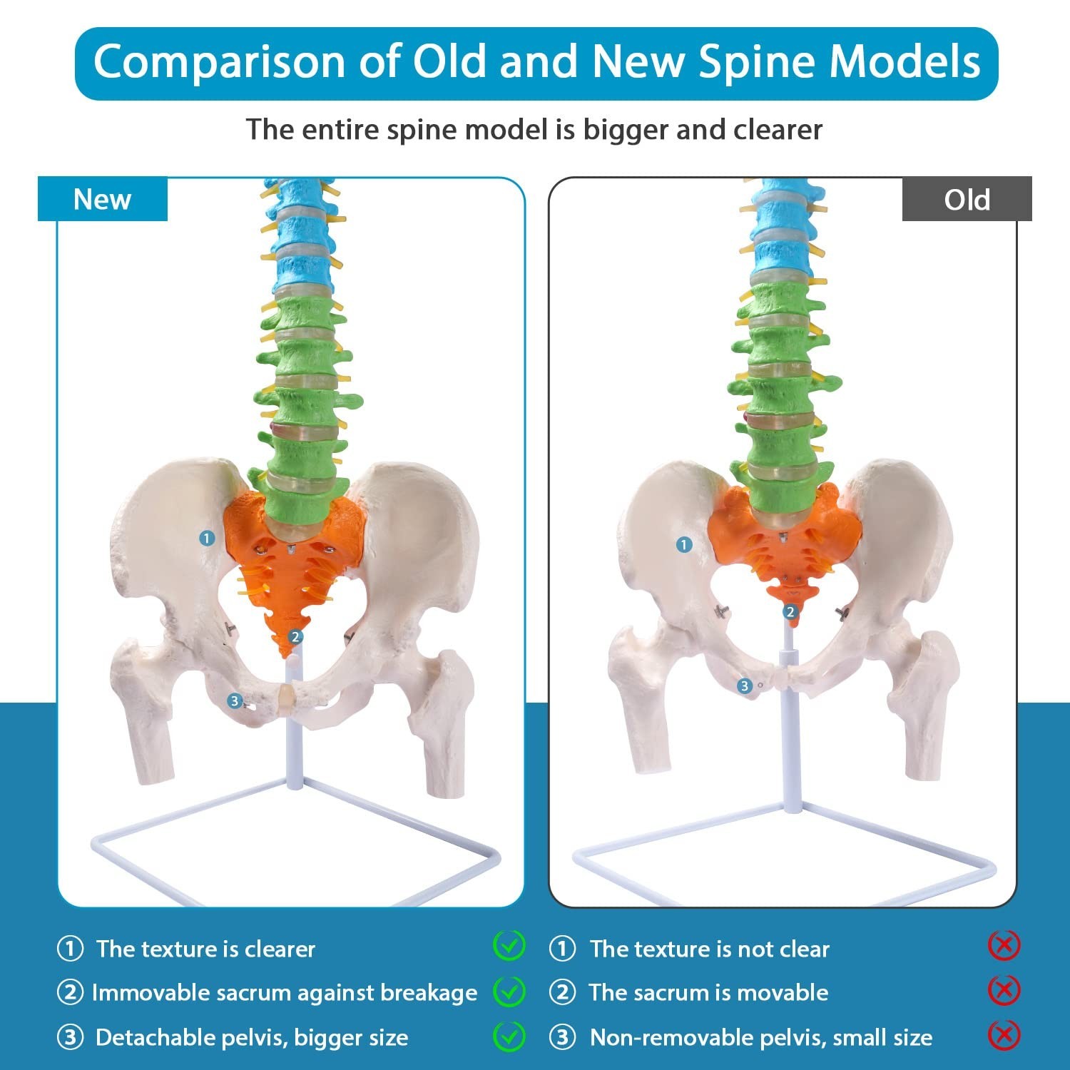 Flexible Spine Model, 34.6” Life Size Human Spinal Cord Anatomical Model wit…