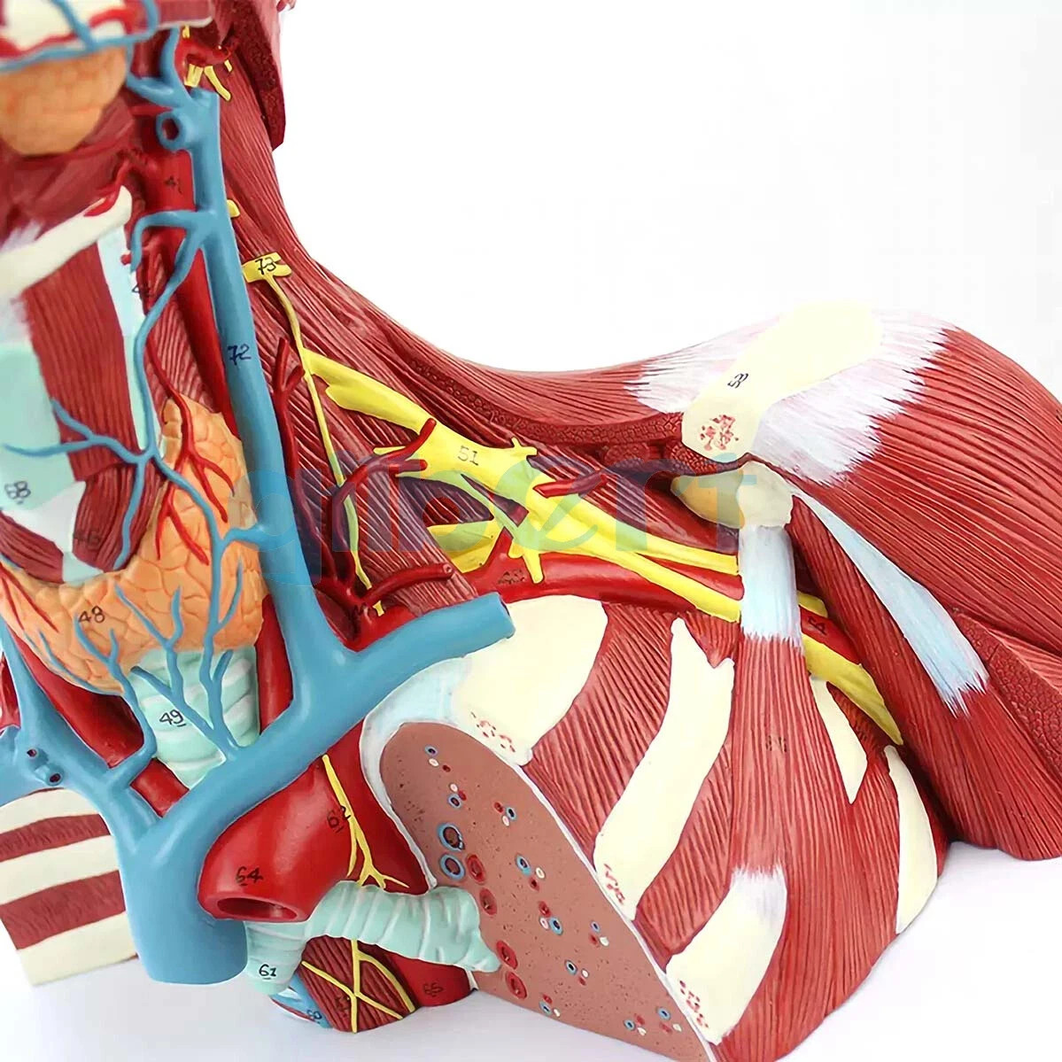 NEW PVC Human Cranial Cavity Head Neck and Thoracic Anatomy Model Medical School