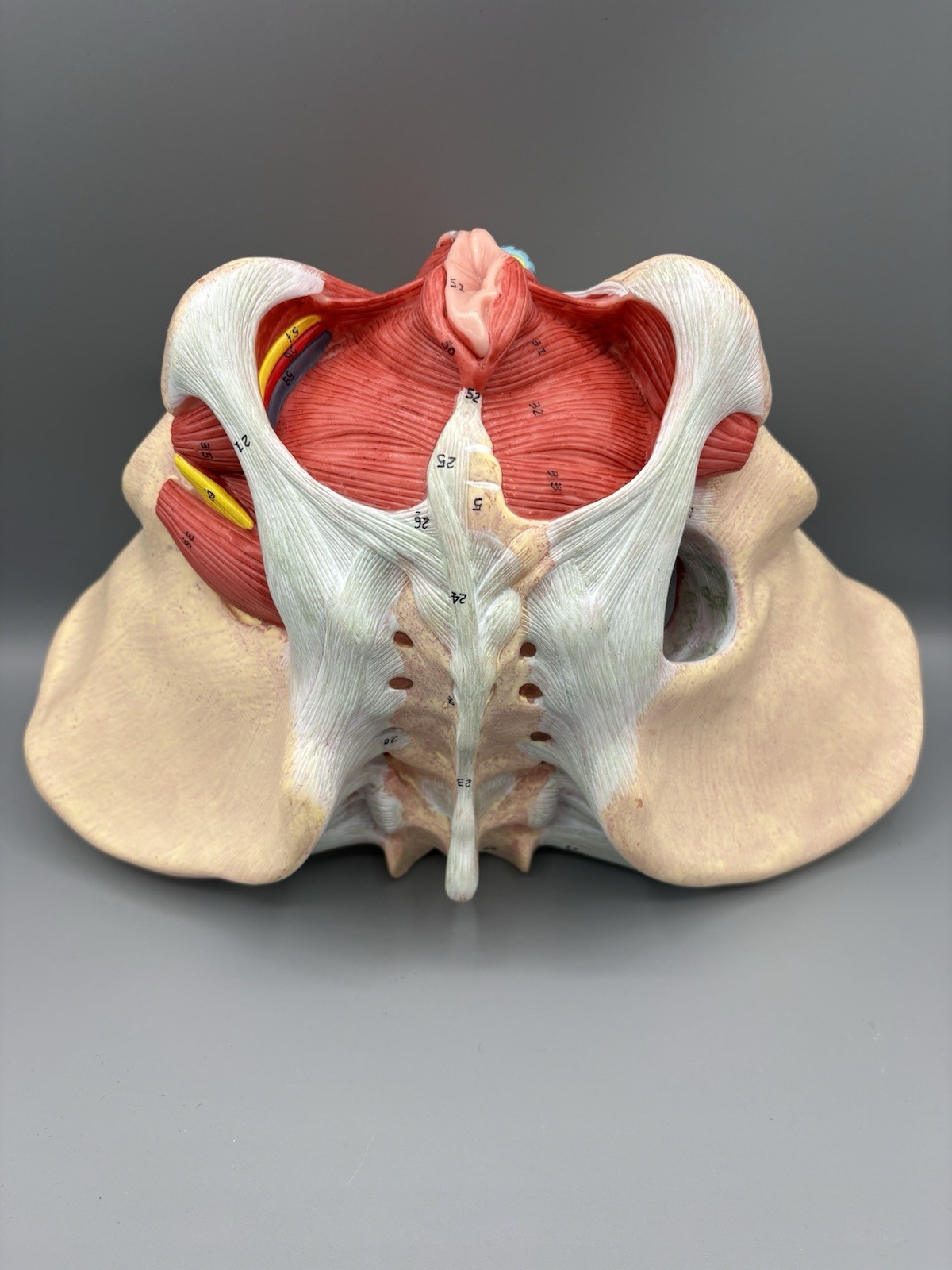 Female Pelvis Model with Pelvic Floor Muscles Perineal Model All in One Femal…